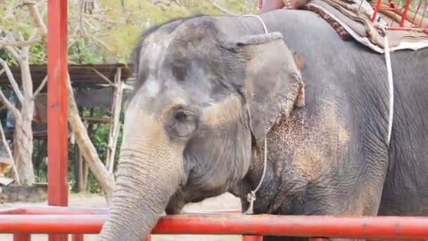Eléphant agitant ses oreilles et le tronc bouge. Thaïlande, Pattaya 