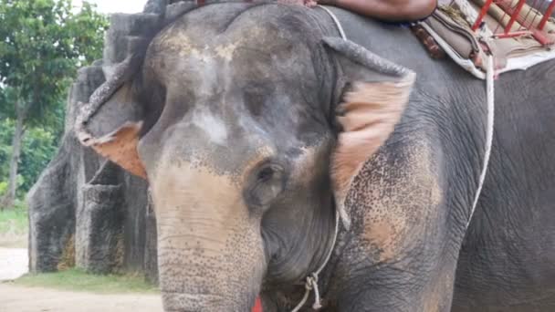 Eléphant agitant ses oreilles et le tronc bouge. Au ralenti. Thaïlande, Pattaya 