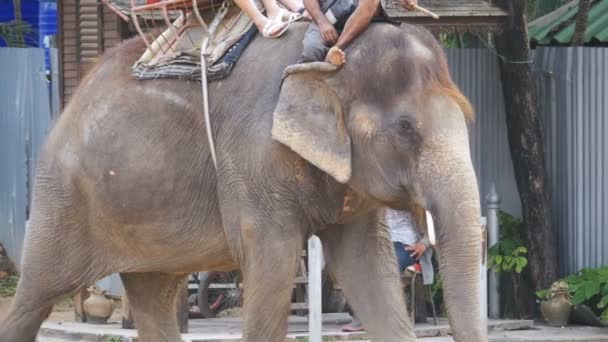 Tourists ride on elephants. Elephant farm in Thailand, Pattaya. — Stock Video