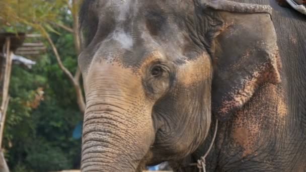 Elefante agitando le orecchie e il tronco si muove. Rallentatore. Thailandia, Pattaya — Video Stock