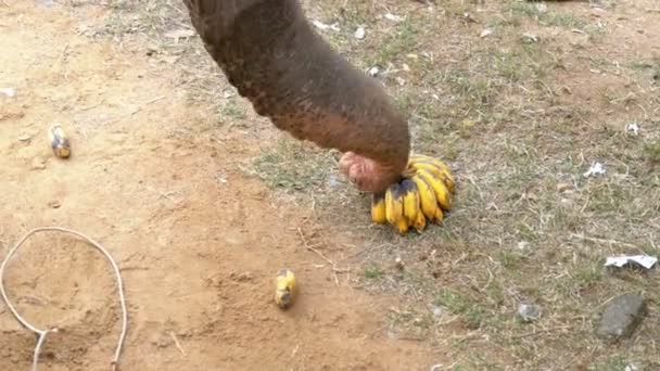 Törzs egy elefánt Close-Up felveszi az ananász, a földről. Elefánt farm. Thaiföld — Stock videók