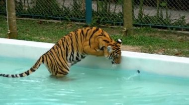 Tiger hayvanat bahçesindeki bir havuzda su ile batırılır. Onun pençe alır ve su ile oynar. Tayland