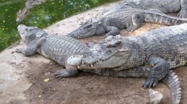 Timsahlar su yeşil renk yalan. Çamurlu bataklık nehir. Tayland. Asya