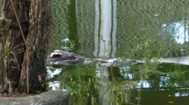 Timsah yeşil bataklık suda yüzüyor. Çamurlu bataklık nehir. Tayland. Asya