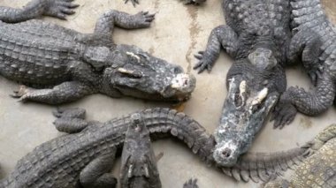 Yere birçok timsahlar yatıyor en iyi görünümü. Timsah çiftliği. Tayland. Asya