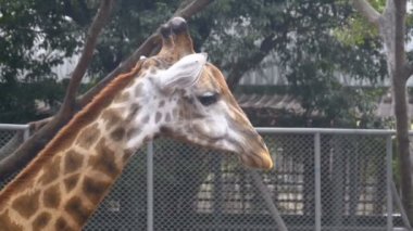 Hayvanat bahçesinde zürafa başkanı muhafaza yürür. Ağır çekim. Tayland. Pattaya.
