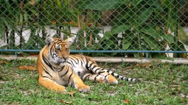 El tigre en el zoológico está acostado en la hierba — Vídeos de Stock
