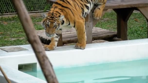 Tiger i djurparken promenader längs kanten av poolen med vatten. Thailand. Slow Motion — Stockvideo