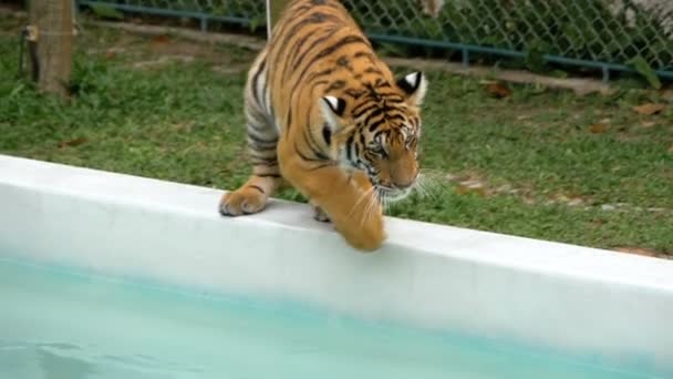 Tigre no zoológico caminha ao longo da borda da piscina com água. Tailândia. Movimento lento — Vídeo de Stock