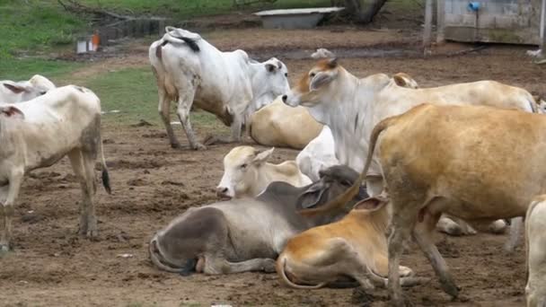 Manada de vacas tailandesas pastando en un pasto sucio en Asia. Campo de granja de vacas abierto. Tailandia. Moción lenta — Vídeos de Stock