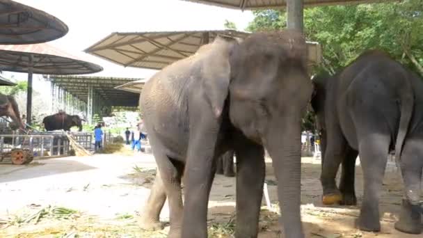 Ελέφαντες σε ένα ζωολογικό κήπο με αλυσίδες αλυσοδεμένος στα πόδια τους. Ταϊλάνδη. Ασία — Αρχείο Βίντεο