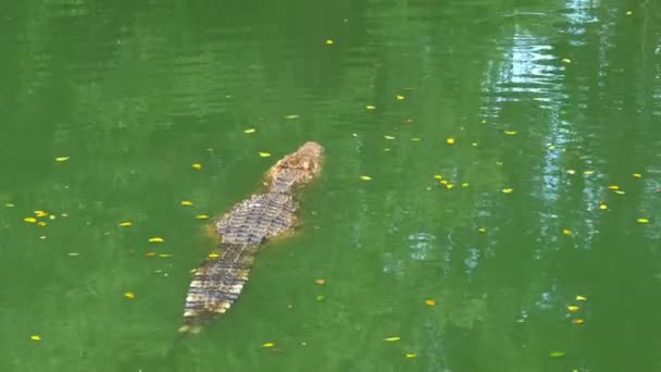 Krokodyl pływa w zielonej błotnistej wody. Muddy River bagnistych. Tajlandia. Asia — Wideo stockowe
