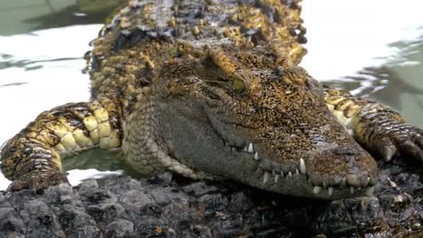 O crocodilo jaz na água em outro crocodilo. Tailândia — Vídeo de Stock