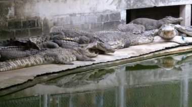 Timsahlar su yeşil renk yalan. Çamurlu bataklık nehir. Tayland. Asya