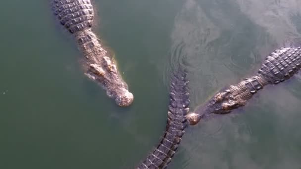 Muitos crocodilos nadam na água verde pantanosa. Muddy Swampy River. Tailândia. Ásia — Vídeo de Stock