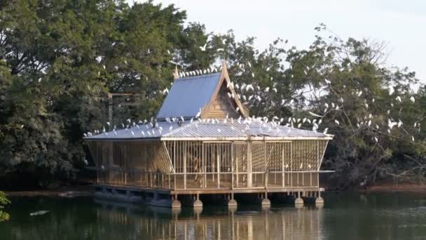 Een houten huis op een vijver aan welke meeuwen en Aziatische vogels zitten. Thailand. Asia — Stockvideo