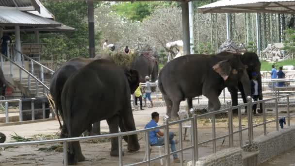 Elephants in a zoo with chains chained to their feet. Thailand. Asia — Stock Video
