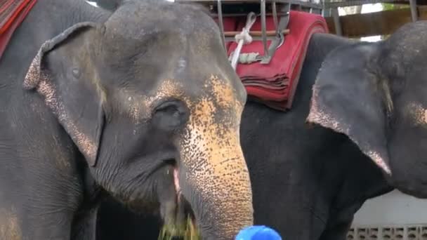 Sloni v Zoo s vozíkem na zadní straně jsou příjmu. Thajsko. Asie. — Stock video