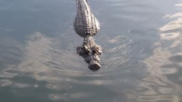 Crocodile Swims in the Green Marshy Water. Muddy Swampy River. Thailand. Asia — Stock Video