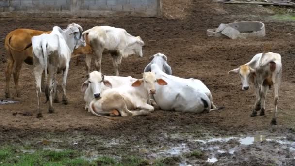 Thai tehéncsorda legel egy mocskos legelőn Ázsiában. Nyílt tehénfarm. Thaiföld. — Stock videók