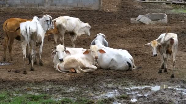 En flock thailändska kor som betar på en smutsig betesmark i Asien. Öppen ko gård fält. Thailand. — Stockvideo