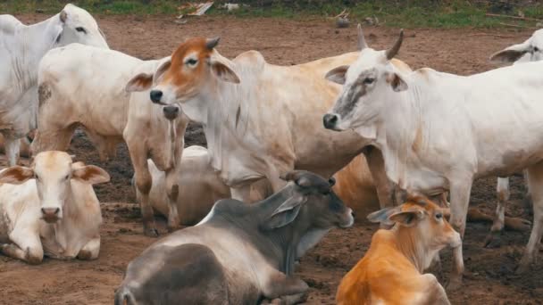 Стадо тайских коров, пасущихся на грязном пастбище в Азии. Открыть коровье поле. Таиланд . — стоковое видео