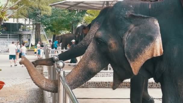 Turister mata elefanter i djurparken. Thailand. Asia. — Stockvideo