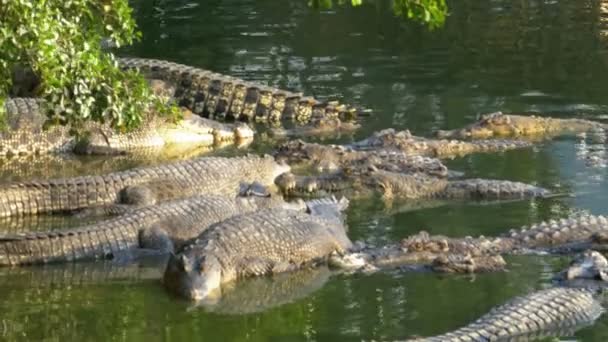 Muchos cocodrilos en la naturaleza yacen en un río pantanoso en la orilla bajo un árbol. Tailandia . — Vídeos de Stock