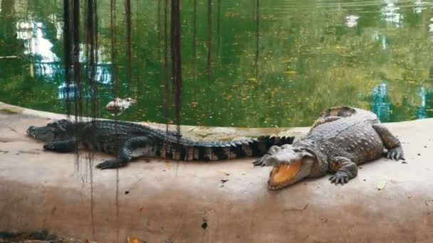 Crocodilos Deite-se perto da água de cor verde. Muddy Swampy River. Tailândia. Ásia — Vídeo de Stock