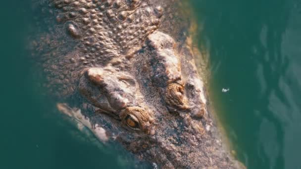 Crocodile Swims in the Green Marshy Water. Muddy Swampy River. Thailand. Asia — Stock Video