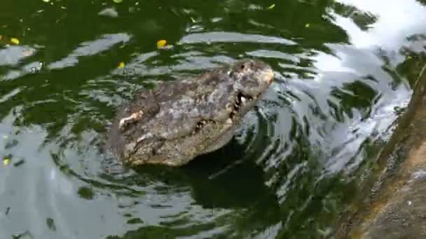 Krokodil schwimmt im grünen sumpfigen Wasser. schlammiger, sumpfiger Fluss. Thailand. Asien — Stockvideo