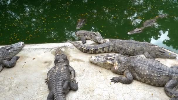 Crocodiles Lie near the Water of Green Color. Muddy Swampy River. Thailand. Asia — Stock Video