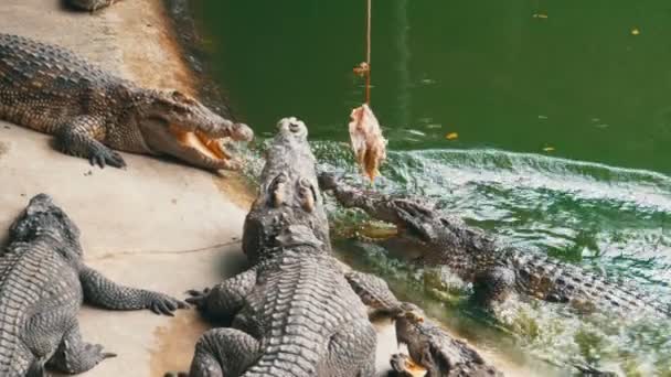 Fütterung von am Boden liegenden Krokodilen in der Nähe des grünen sumpfigen Flusses im Zoo. Thailand. Asien — Stockvideo