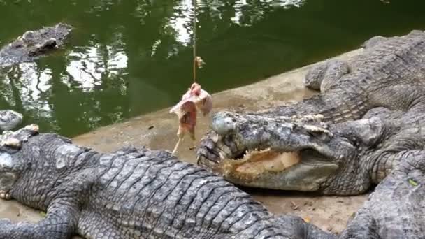 Fütterung von am Boden liegenden Krokodilen in der Nähe des grünen sumpfigen Flusses im Zoo. Thailand. Asien — Stockvideo