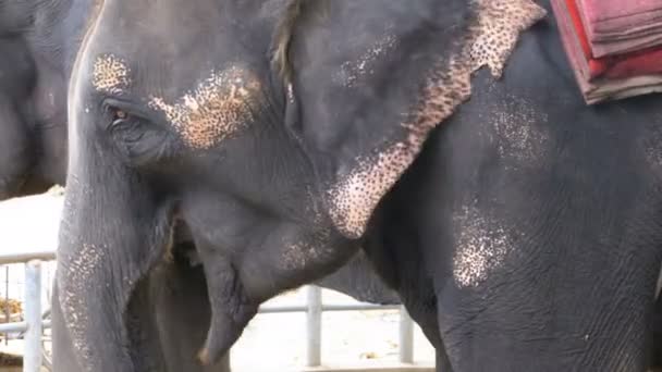 Elefantes no zoológico com um carrinho nas costas estão comendo. Tailândia. Ásia . — Vídeo de Stock