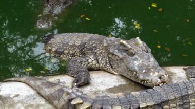 Timsahlar su yeşil renk yalan. Çamurlu bataklık nehir. Tayland. Asya