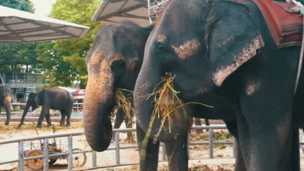 Elefanten im Zoo fressen mit einem Karren auf dem Rücken. Thailand. Asien. — Stockvideo