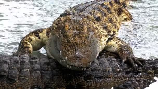 De krokodil ligt in het water op een andere krokodil. Thailand — Stockvideo