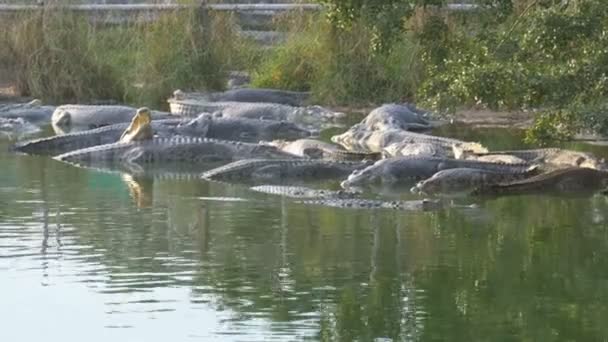Mulți crocodili din Wild Lie într-un râu mlăștinos de pe țărm sub un copac. Thailanda. Asia — Videoclip de stoc