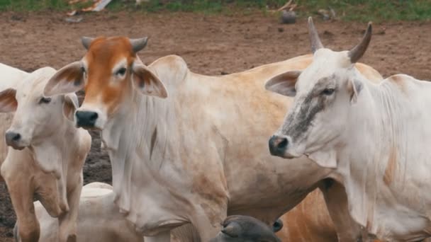 En flock thailändska kor som betar på en smutsig betesmark i Asien. Öppen ko gård fält. Thailand. — Stockvideo