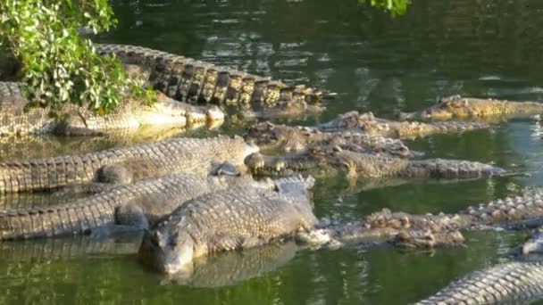 Muchos cocodrilos en la naturaleza yacen en un río pantanoso en la orilla bajo un árbol. Tailandia . — Vídeos de Stock