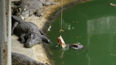 Timsahlar yalan yere Hayvanat Bahçesi yeşil bataklık nehre yakın beslenirler. Tayland. Asya