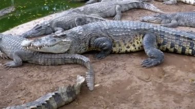 Birçok timsahlar yeşil renk su yakınında yatıyor. Çamurlu bataklık nehir. Tayland. Asya