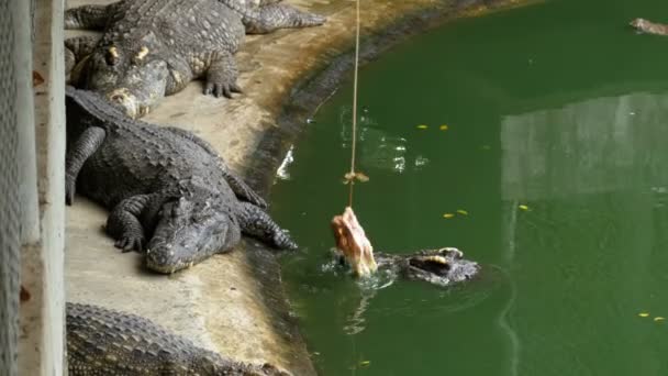 Alimentación de cocodrilos tumbados en el suelo cerca del río Green Marshy en el zoológico. Tailandia. Países Bajos — Vídeos de Stock