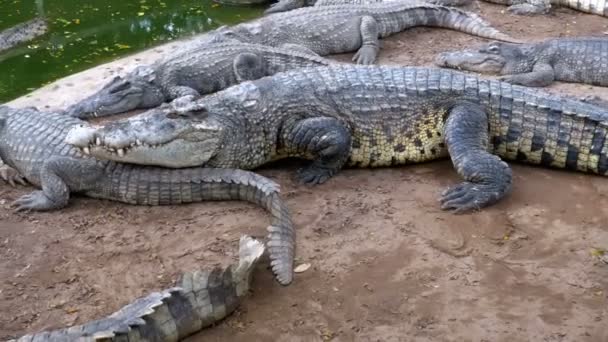Many Crocodiles Lies near the Water of Green Color. Muddy Swampy River. Thailand. Asia — Stock Video