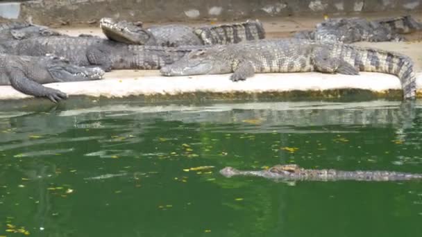 Crocodiles Lie near the Water of Green Color. Muddy Swampy River. Thailand. Asia — Stock Video