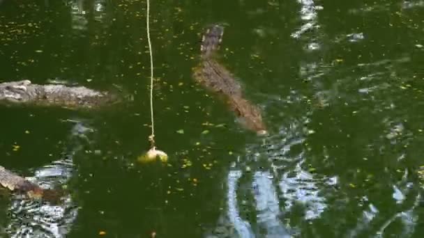 Годівля крокодили лежать на землі біля річки зелений Marshy у зоопарку. Таїланд. Азія — стокове відео