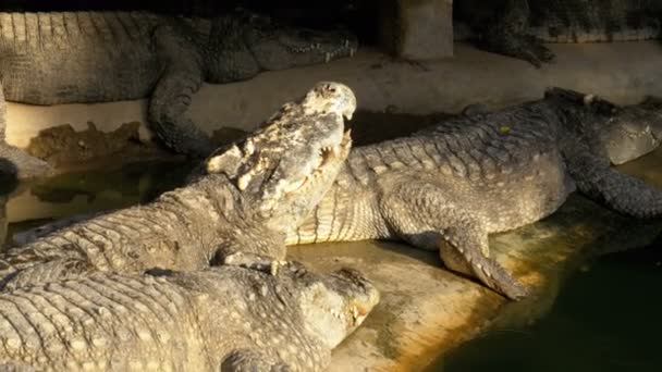 Feeding of Crocodiles Lying on the Ground near the Green Marshy River in zoo. Thailand. Asia — Stock Video