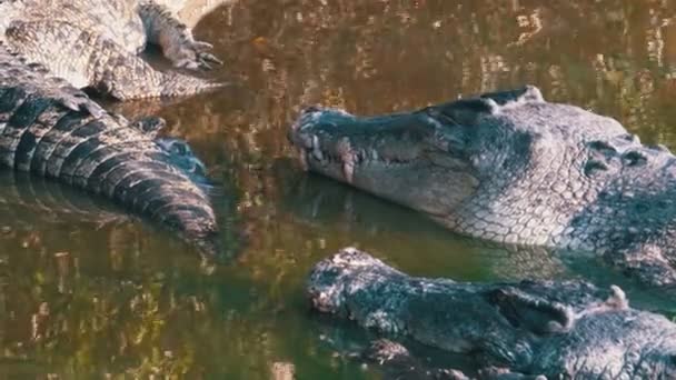 Viele Krokodile in freier Wildbahn liegen in einem sumpfigen Fluss am Ufer unter einem Baum. Thailand. Asien — Stockvideo