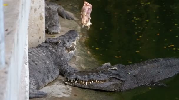 Alimentazione dei coccodrilli sdraiati a terra vicino al Green Marshy River nello zoo. Thailandia. Asia — Video Stock